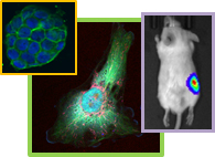 Molecular and Cellular Dynamics Research