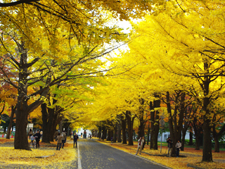 Gingko Avenue