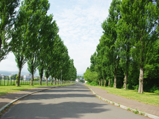 Heisei Poplar Avenue