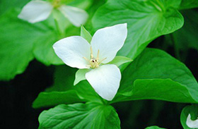 Trillium