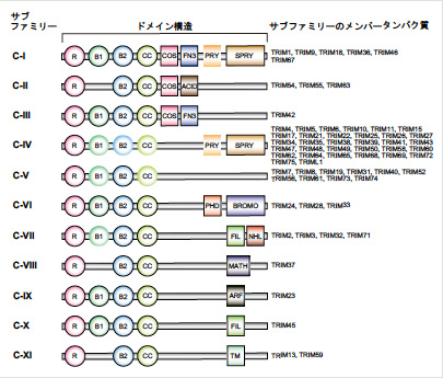 TRIMファミリーユビキチンリガーゼによる選択的基質識別メカニズム