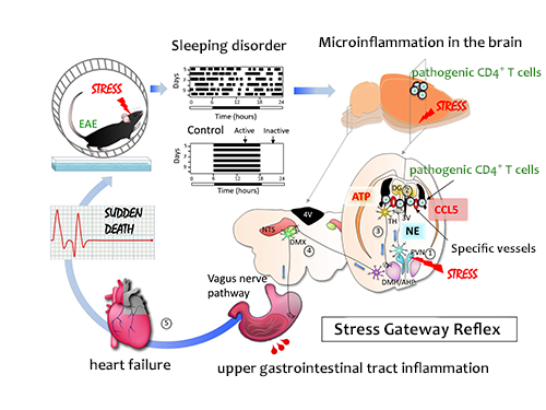 Mechanism of Stress Gateway Reflex