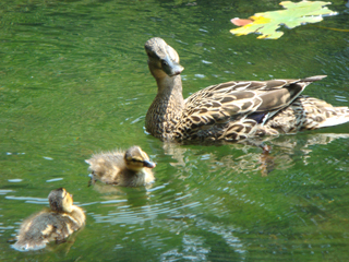 大野池のカモ